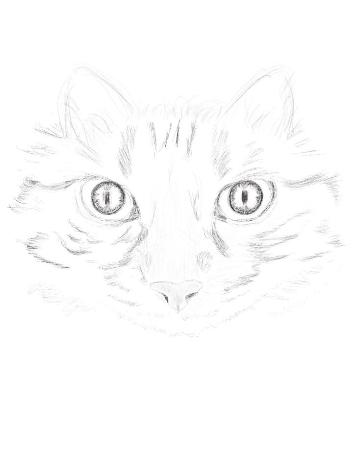 Pencil rendering of a cat face
