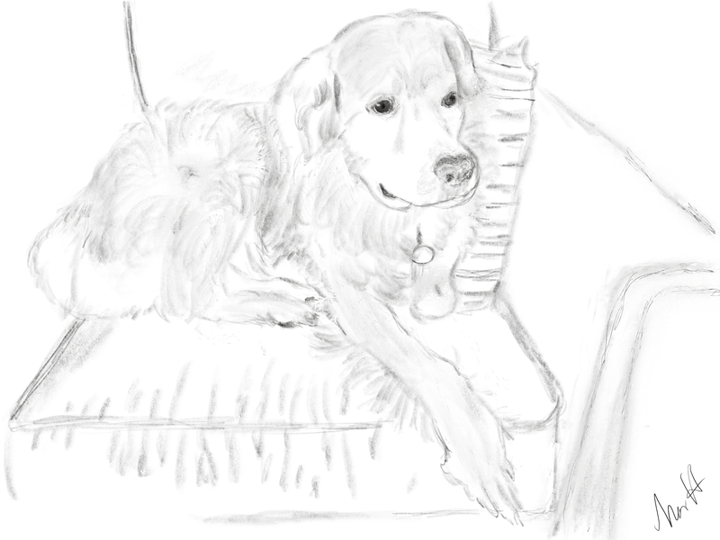 Portrait of my father-in-law's golden retriever