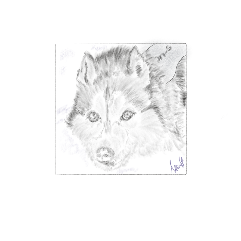 Pencil portrait of a sled dog