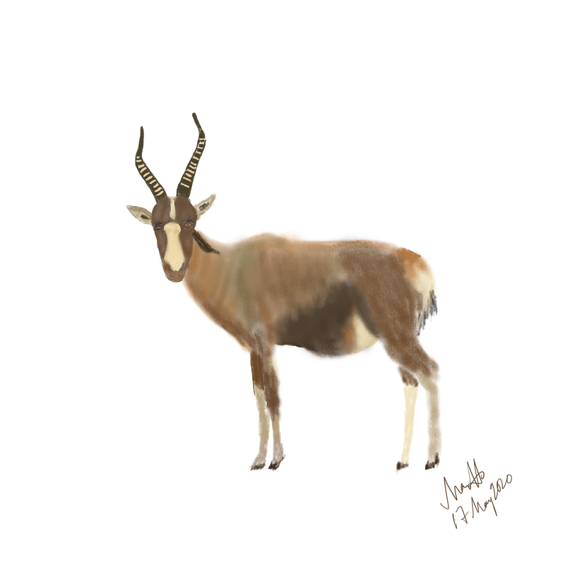 Drawing of a blesbok